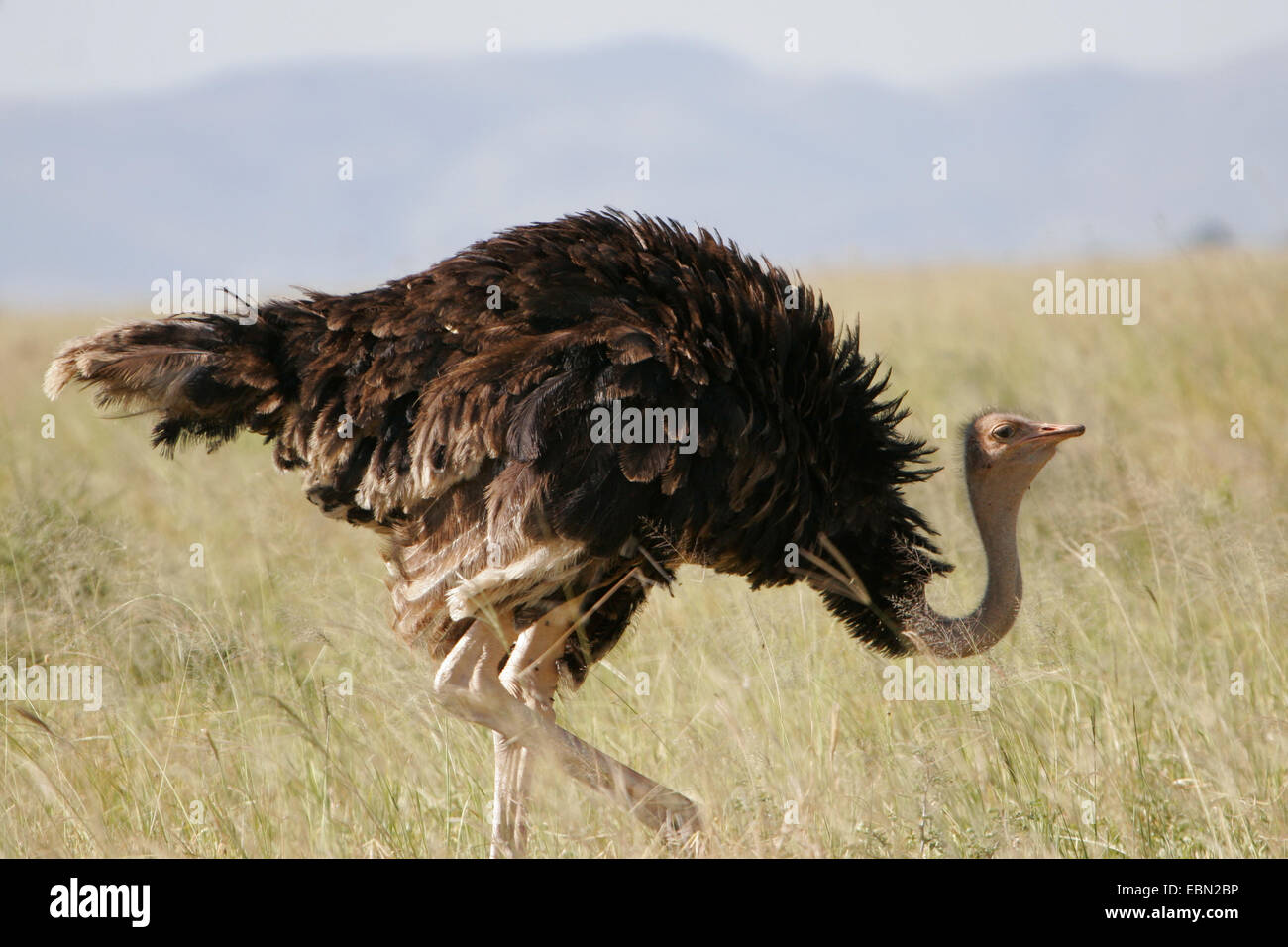 (Struzzo Struthio camelus), passeggiate in grassavanna, Tanzania, Parco Nazionale di Tarangire e Foto Stock