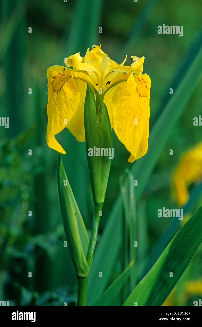 Iris gialla, bandiera gialla (Iris pseudacorus), fiore Foto Stock