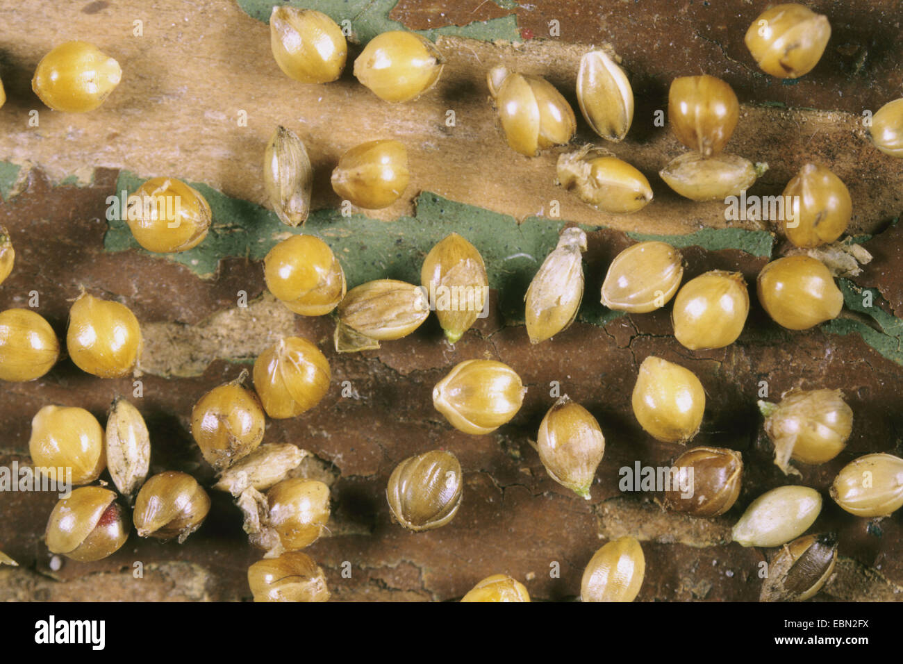 Bristlegrass, pianure erba di setole, pianure Bristlegrass, Streambed Erba di setole, Streambed Bristlegrass, Bristlegrass giallo, giallo di coda di volpe (Setaria italica), grani Foto Stock