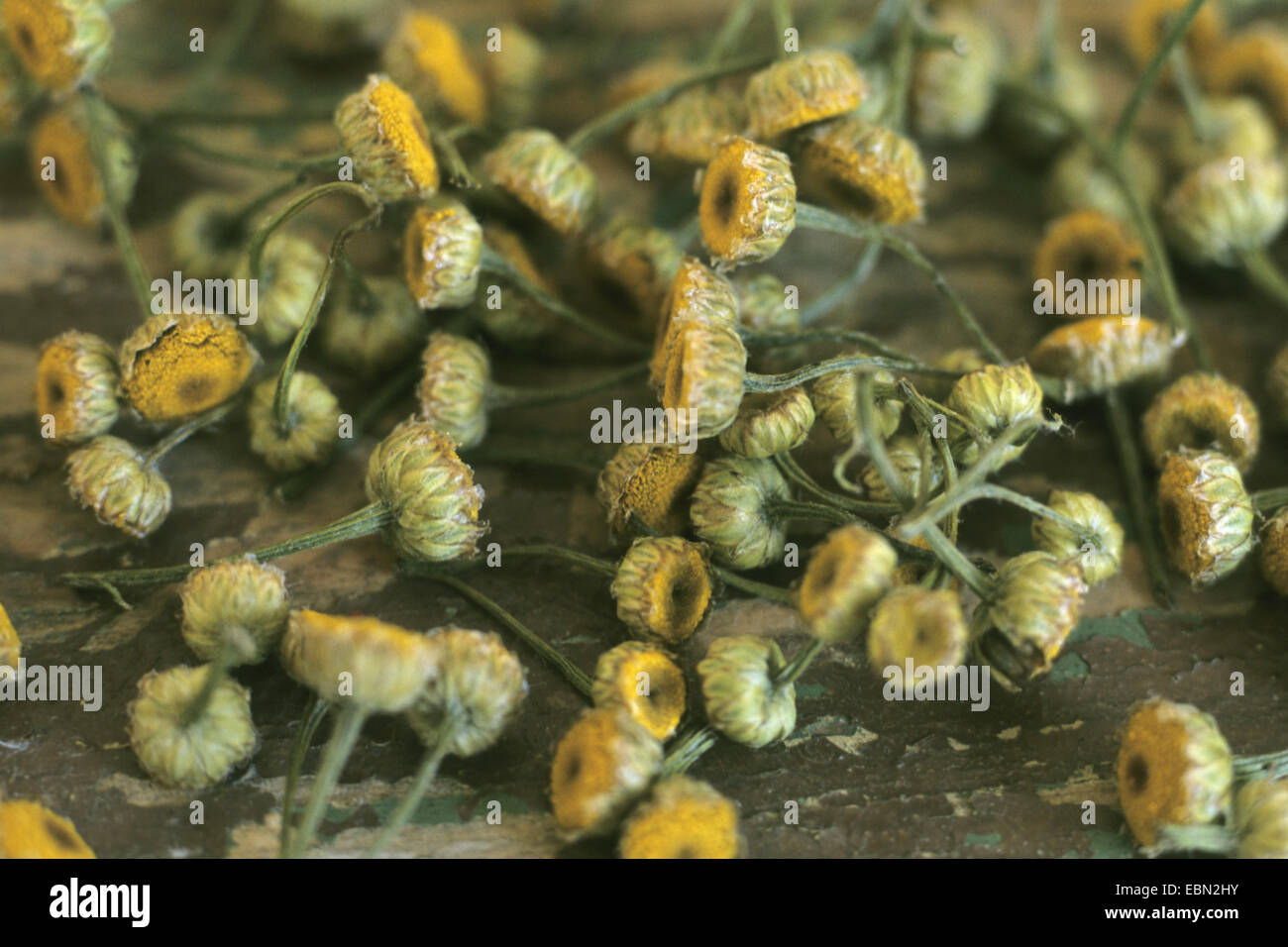 Tansy comune (Tanacetum vulgare, crisantemo vulgare), essiccato le teste dei fiori, Germania Foto Stock