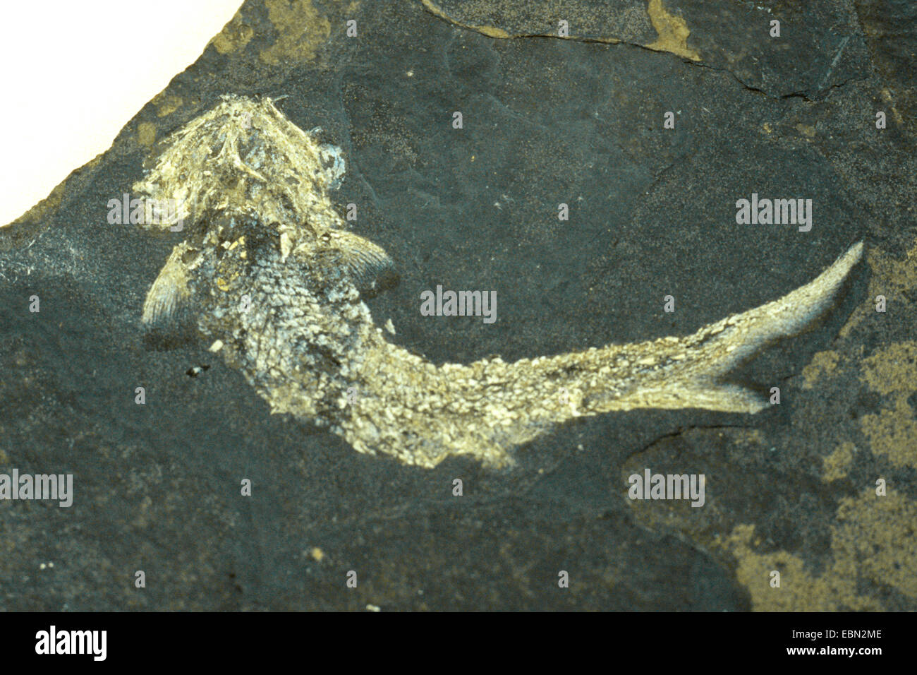 Elonichthys palatinus (Elonichthys palatinus), fossile pesce osseo, in Germania, in Renania Palatinato, Kaulbach Foto Stock