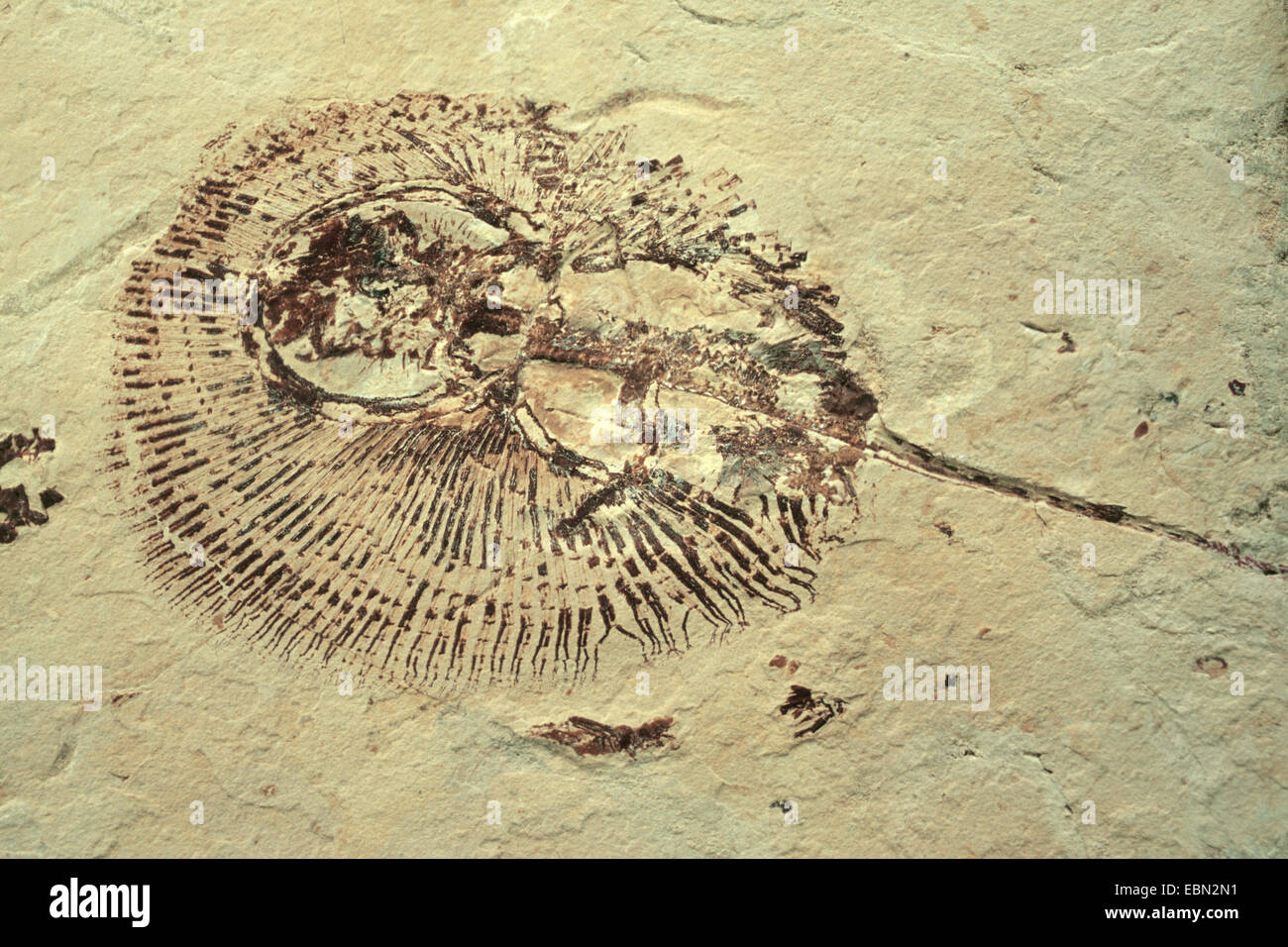 Cyclobatis principali (Cyclobatis grandi ), estinto raylike pesci cartilaginei dal Cretaceo Miffle, Libano Foto Stock