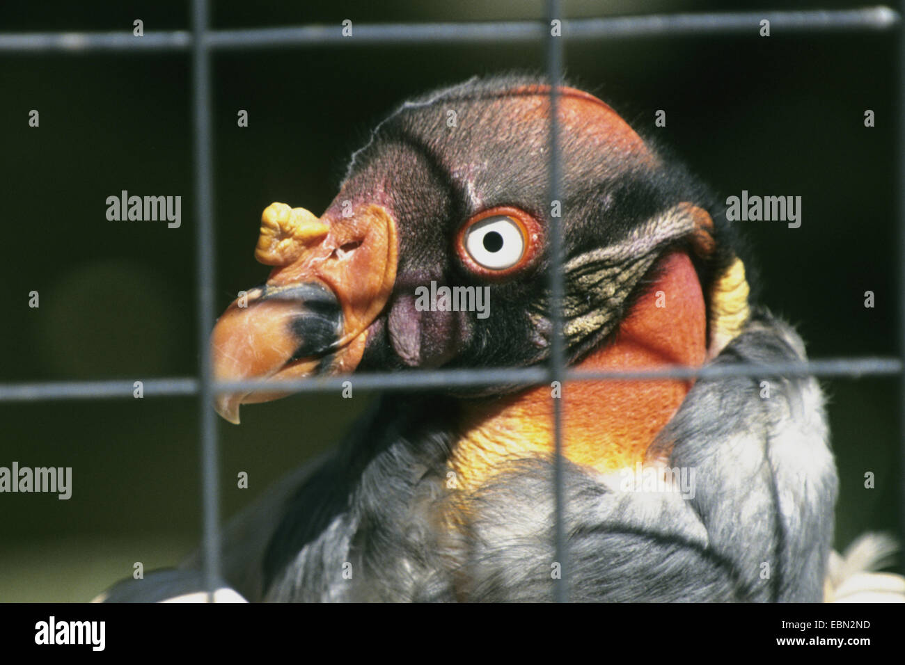 King Vulture (Sarcorhamphus papa), ritratto dietro le sbarre Foto Stock