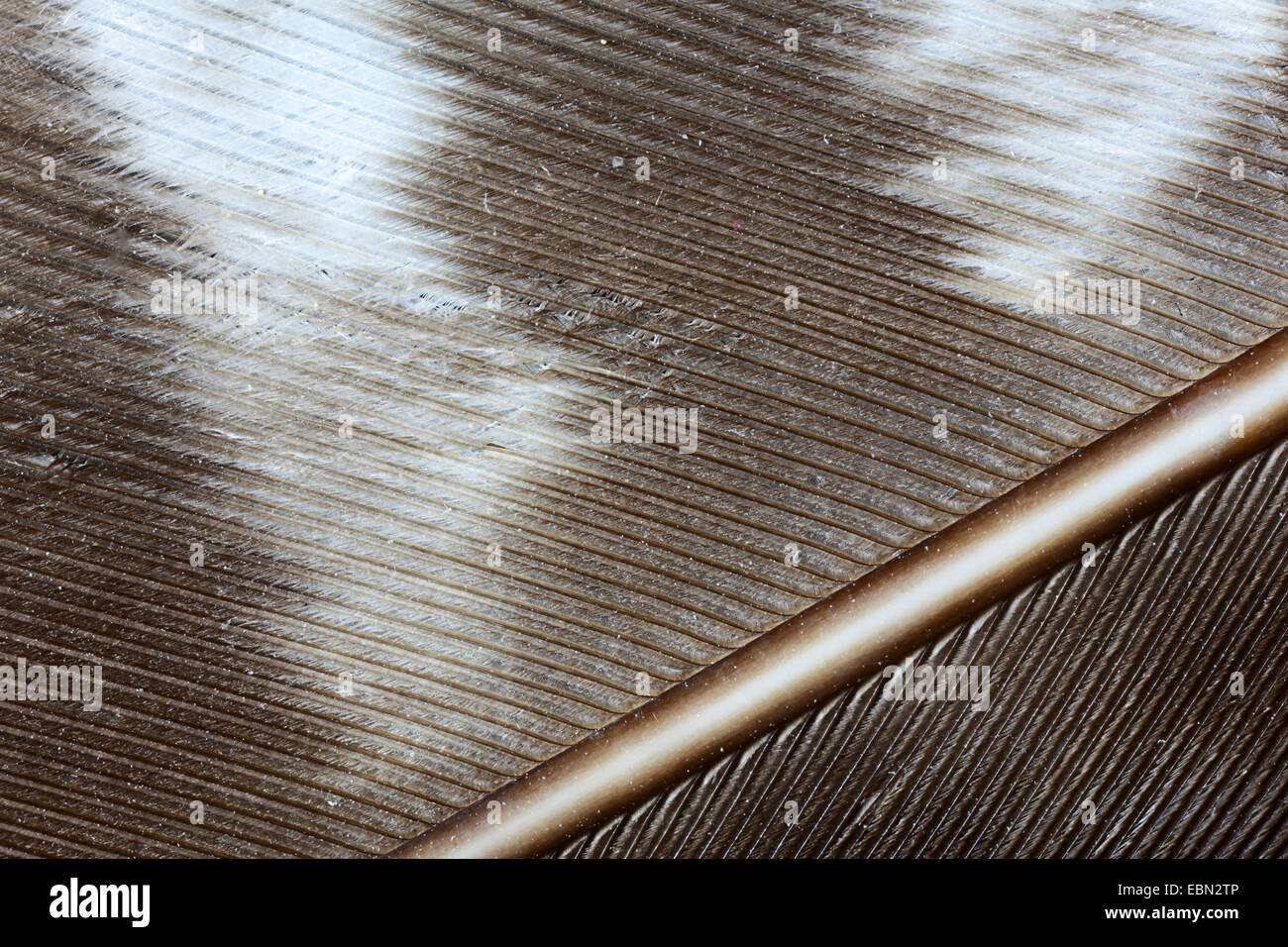 Fether in dettaglio Foto Stock