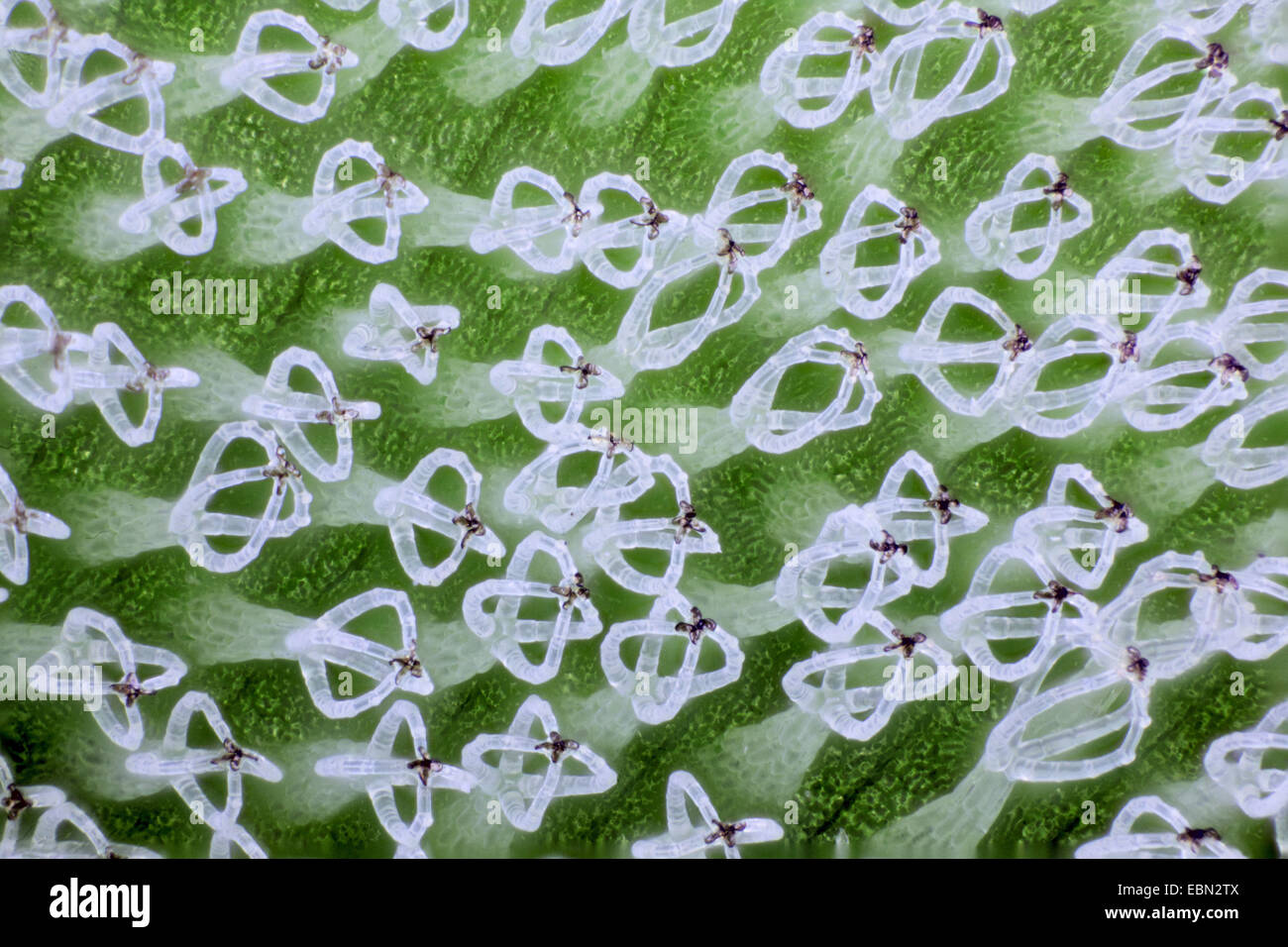 Alga gigante salvinia kariba (Salvinia molesta), superficie fogliare idrofobica Foto Stock