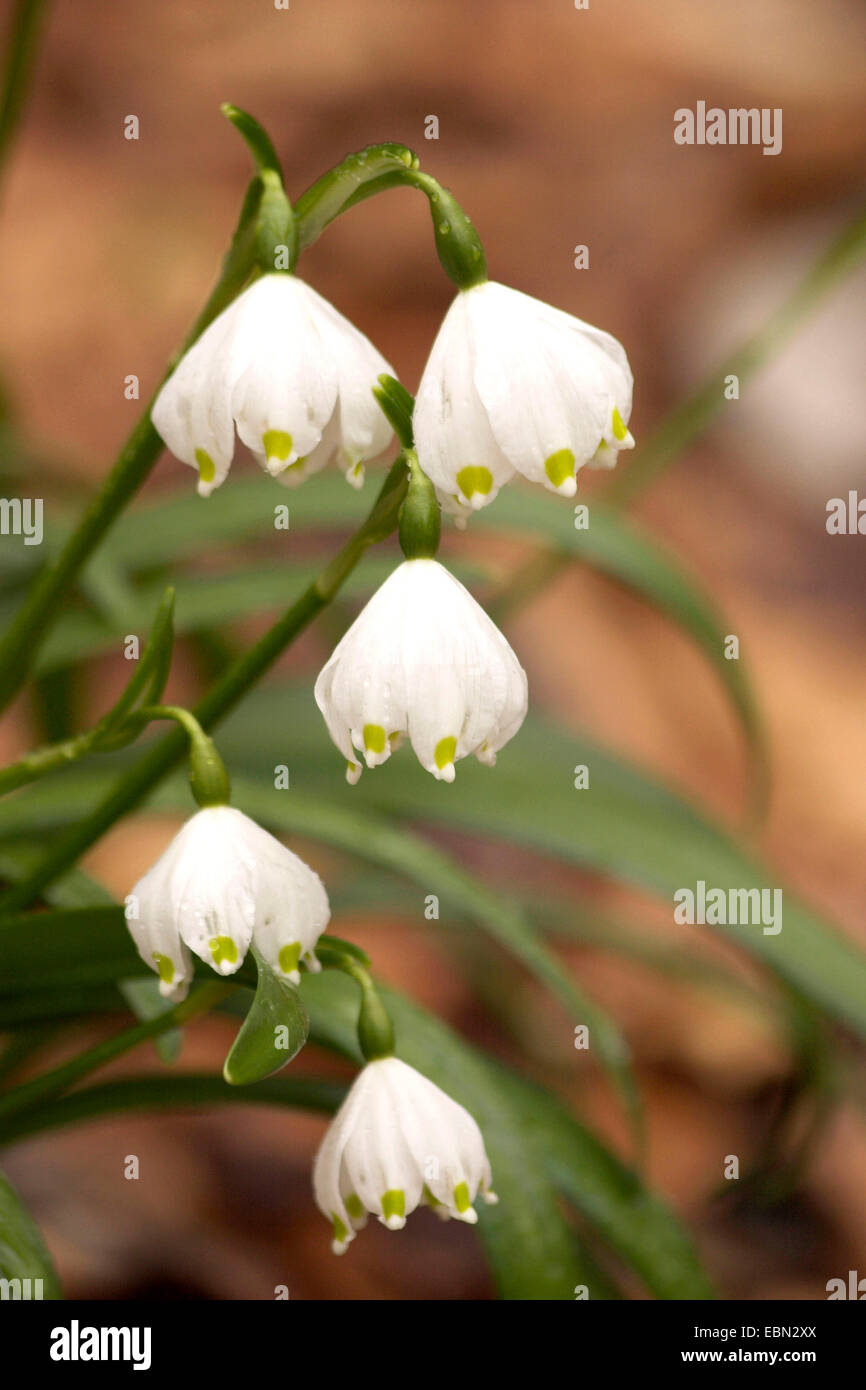 Il simbolo del fiocco di neve di primavera (Leucojum vernum), fiorisce, GERMANIA Baden-Wuerttemberg, Svevo Foto Stock