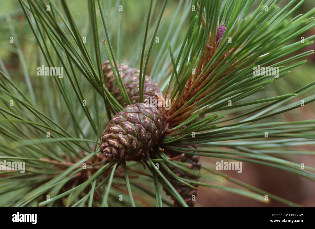 Red pine (Pinus resinosa), il ramo con un cono Foto Stock