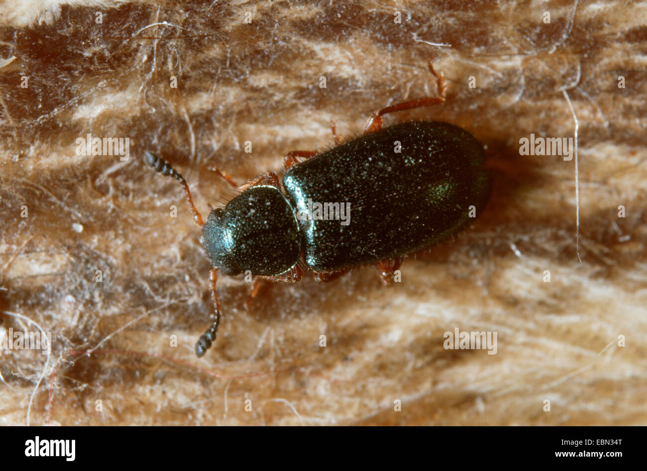 Red-gambe coleottero di prosciutto, copra beetle (Necrobia rufipes), elettrodomestico pest, Germania Foto Stock