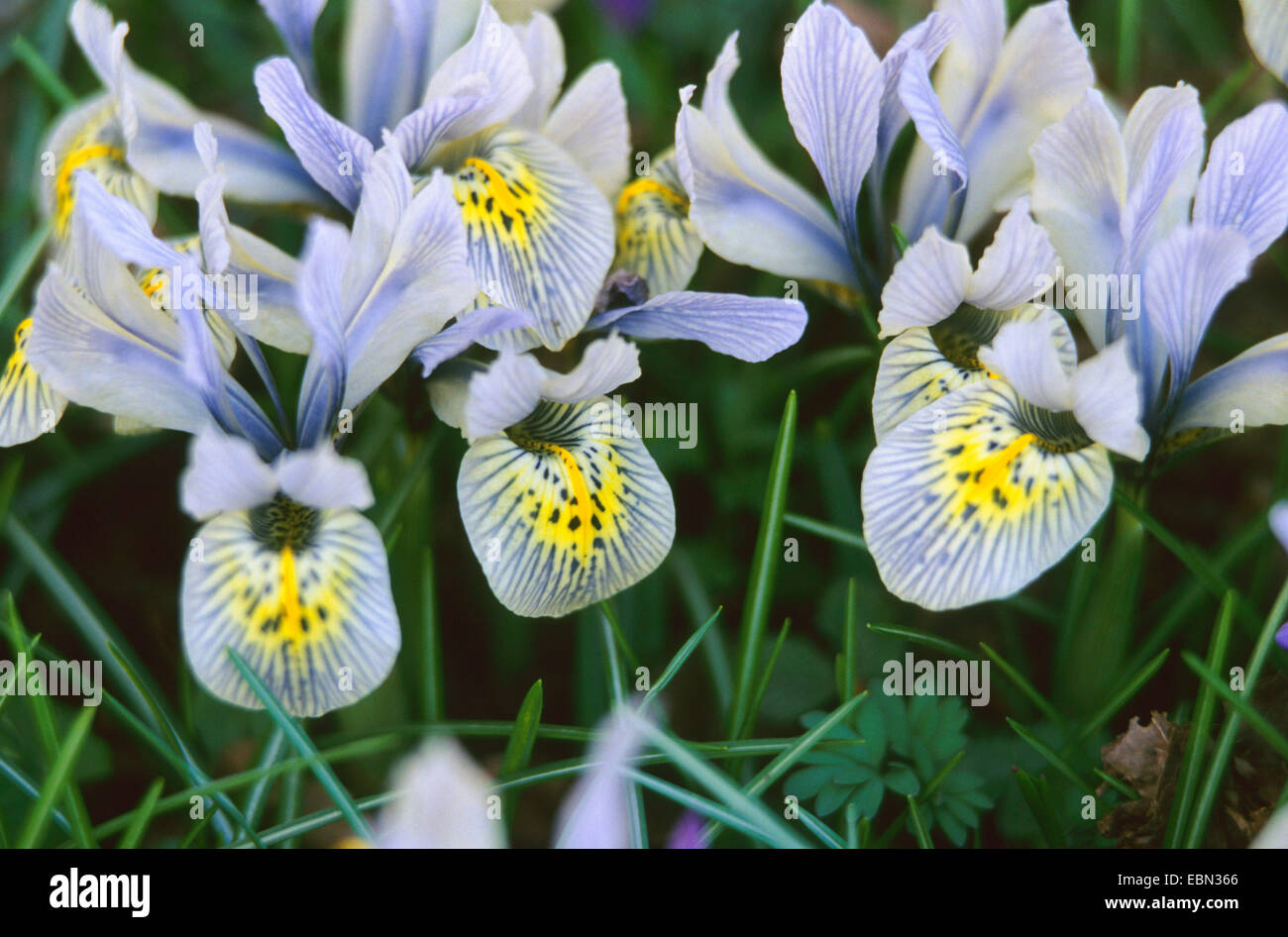 Iris gialla, bandiera gialla (Iris "Katherine Hodgkin'), fioritura, cultivar Hodgkin Foto Stock