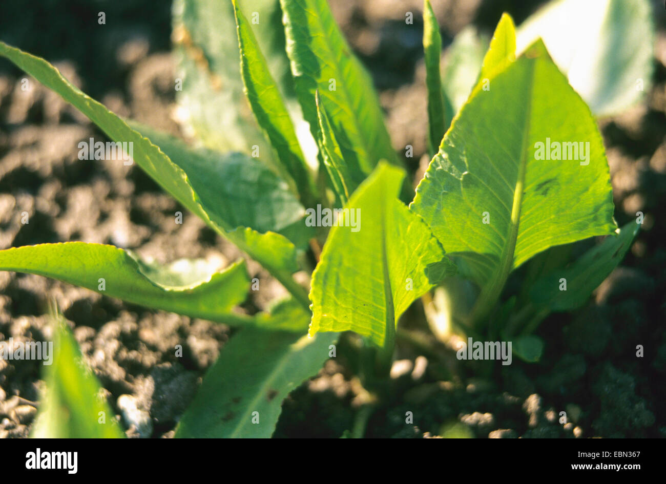 Pazienza dock (Rumex patientia), foglie Foto Stock