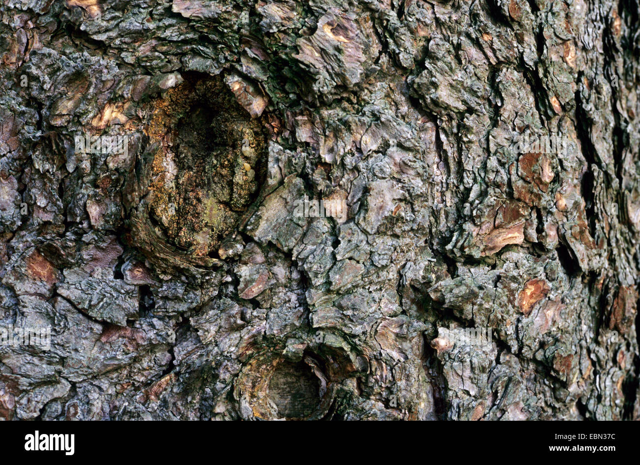 Ponderosa Pine, western yellow pine, blackjack, pino bull pine (Pinus ponderosa), corteccia Foto Stock