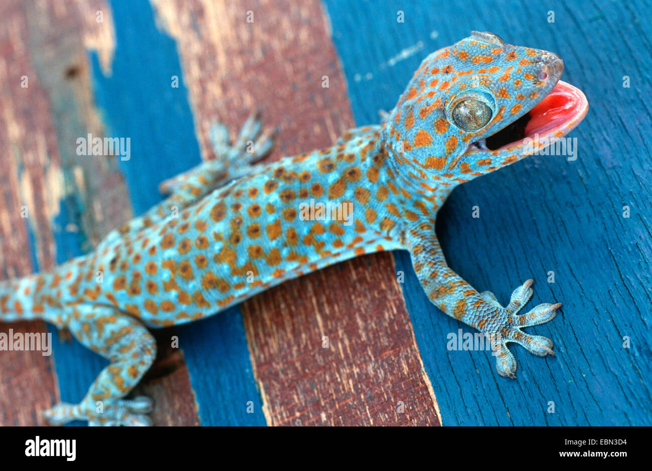 Vino di Tokay gecko tokee (Gekko gecko geco gecko), blu e marrone animale seduto su una massa di legno dello stesso colore Foto Stock