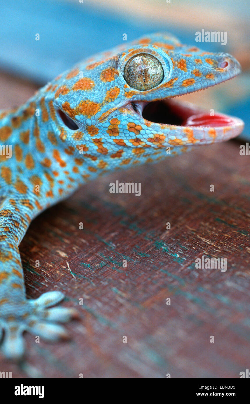 Vino di Tokay gecko tokee (Gekko gecko geco gecko), il ritratto di un blu e marrone seduto animale su un terreno in legno degli stessi colori Foto Stock