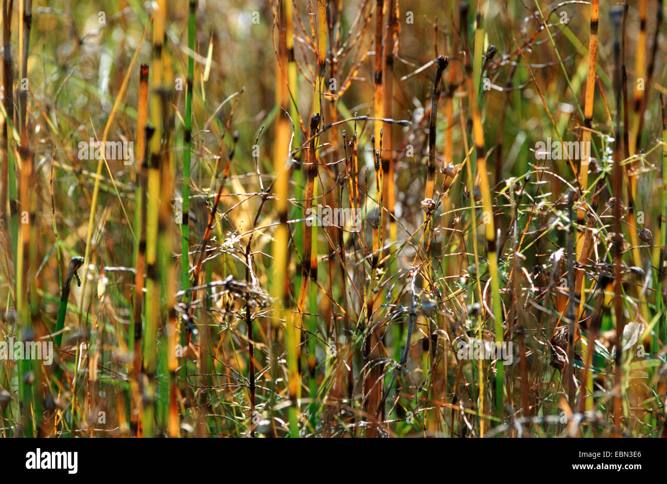 Acqua equiseto (equiseto fluviatile), germogli, Germania Foto Stock