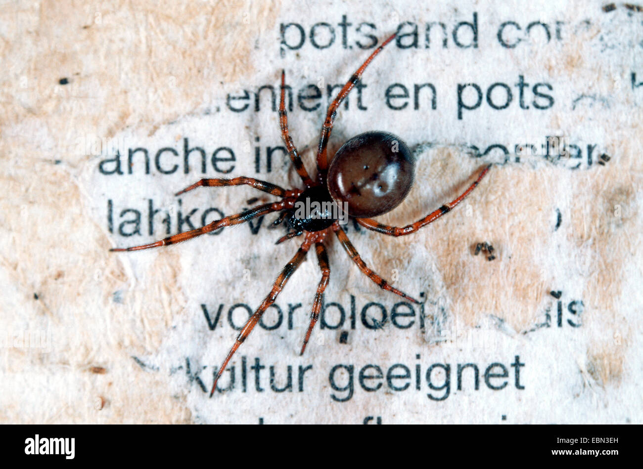 Hutch coniglio spider a due spot spider (Steatoda bipunctata), passeggiate in corrispondenza di una parete della camera, Germania Foto Stock