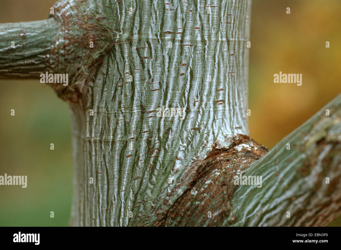 Acero striato, Moosewood, alci Maple (Aver pensylvanicum), corteccia Foto Stock