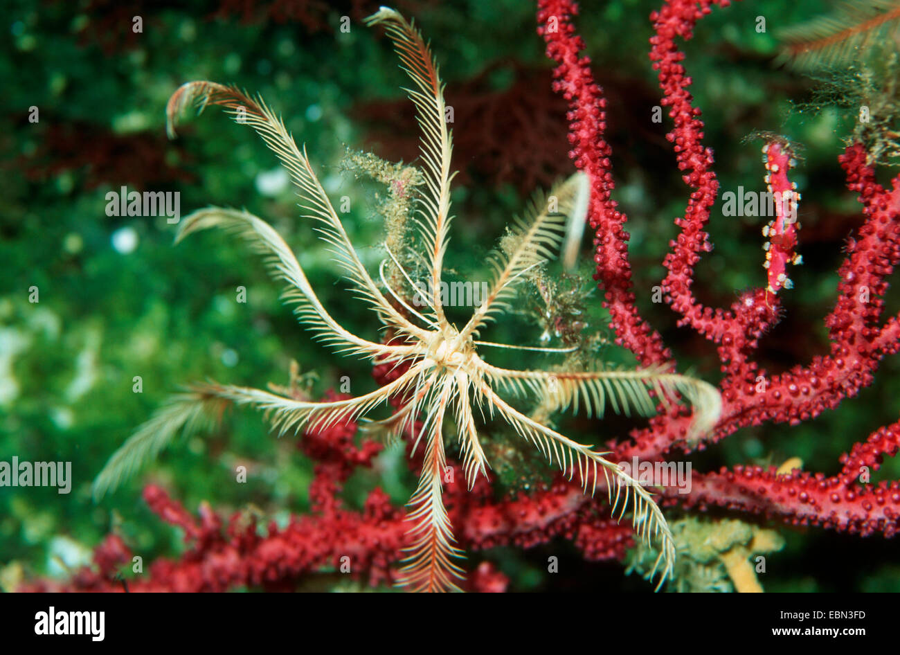 Arancio-red feather star (Antedon mediterranea) Foto Stock