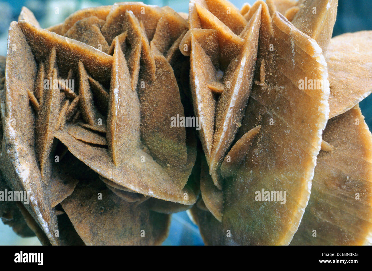 Il gesso, rosa del deserto del Sahara, Foto Stock