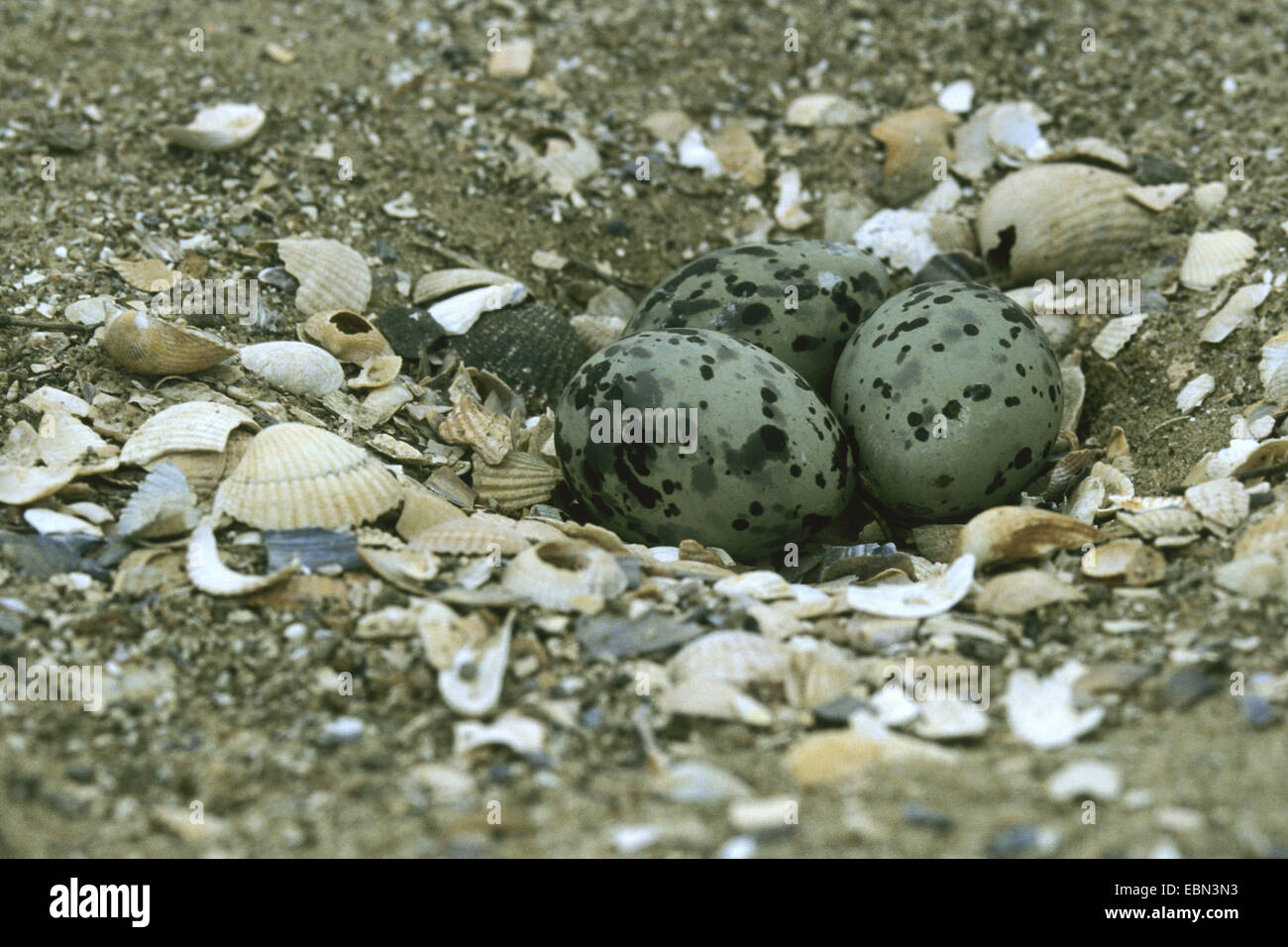 Arctic Tern (sterna paradisaea), uova sul terreno, Germania Foto Stock
