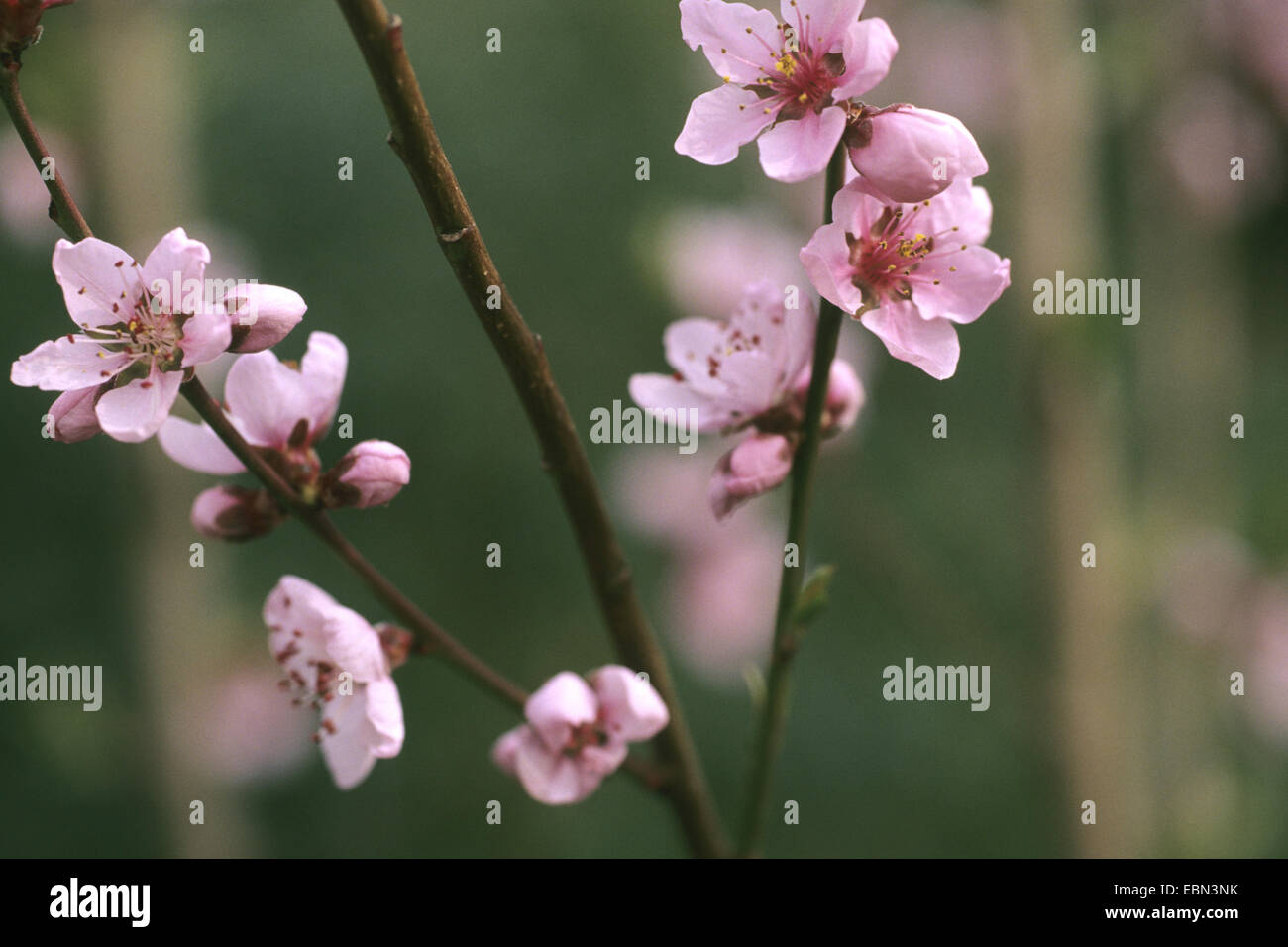 Pesche (Prunus persica), filiale di fioritura Foto Stock