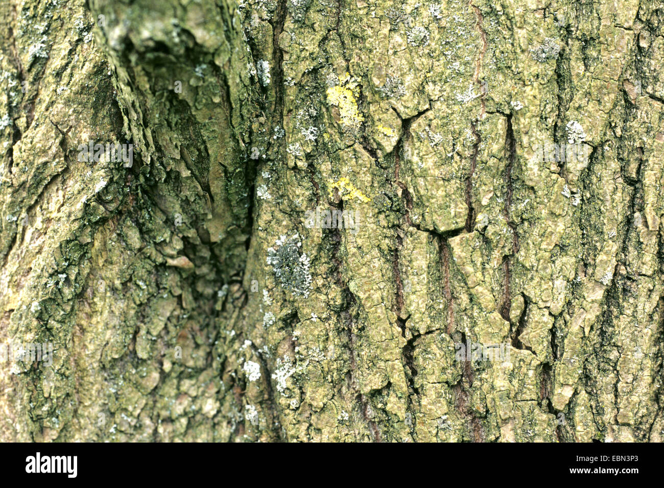 Il Wilson's pioppo (Populus wilsoniii), corteccia Foto Stock
