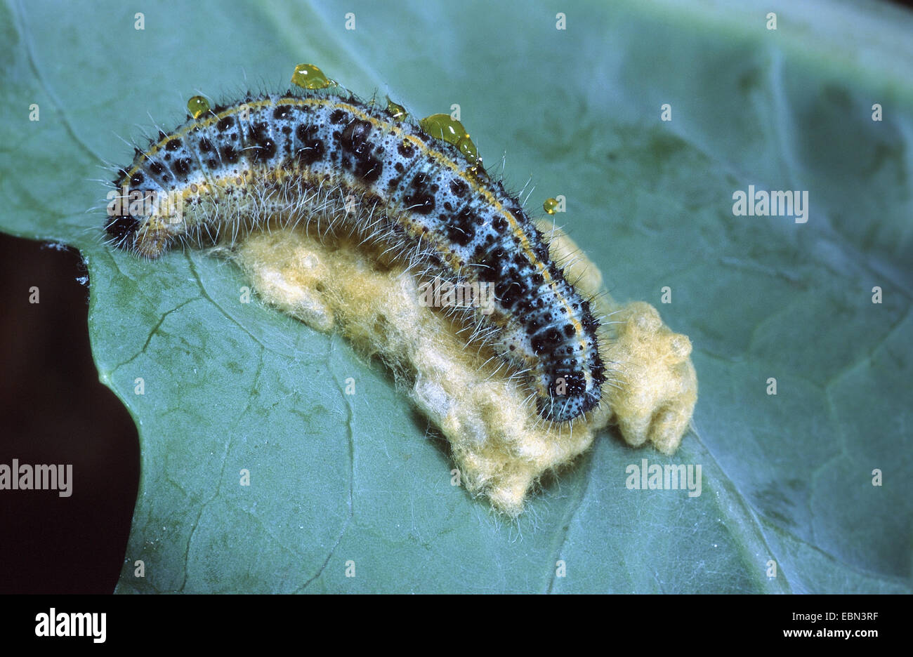 Grande bianco (Sarcococca brassicae), morto caterpillar che è stato utilizzato da Cotesia glomerata per la deposizione delle uova è sdraiato su di bozzoli del ichneumon fly, Germania Foto Stock