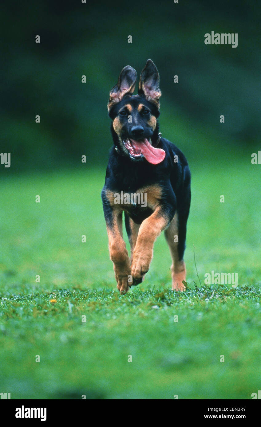 Pastore Tedesco cane (Canis lupus f. familiaris), in esecuzione attraverso un maedow, Germania Foto Stock