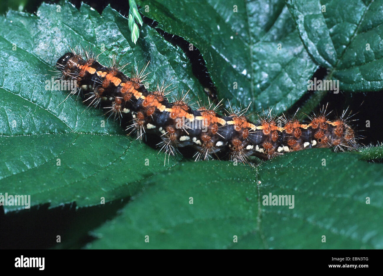 Scarlet tiger (Callimorpha dominula, Panaxia dominula), Caterpillar, Germania Foto Stock