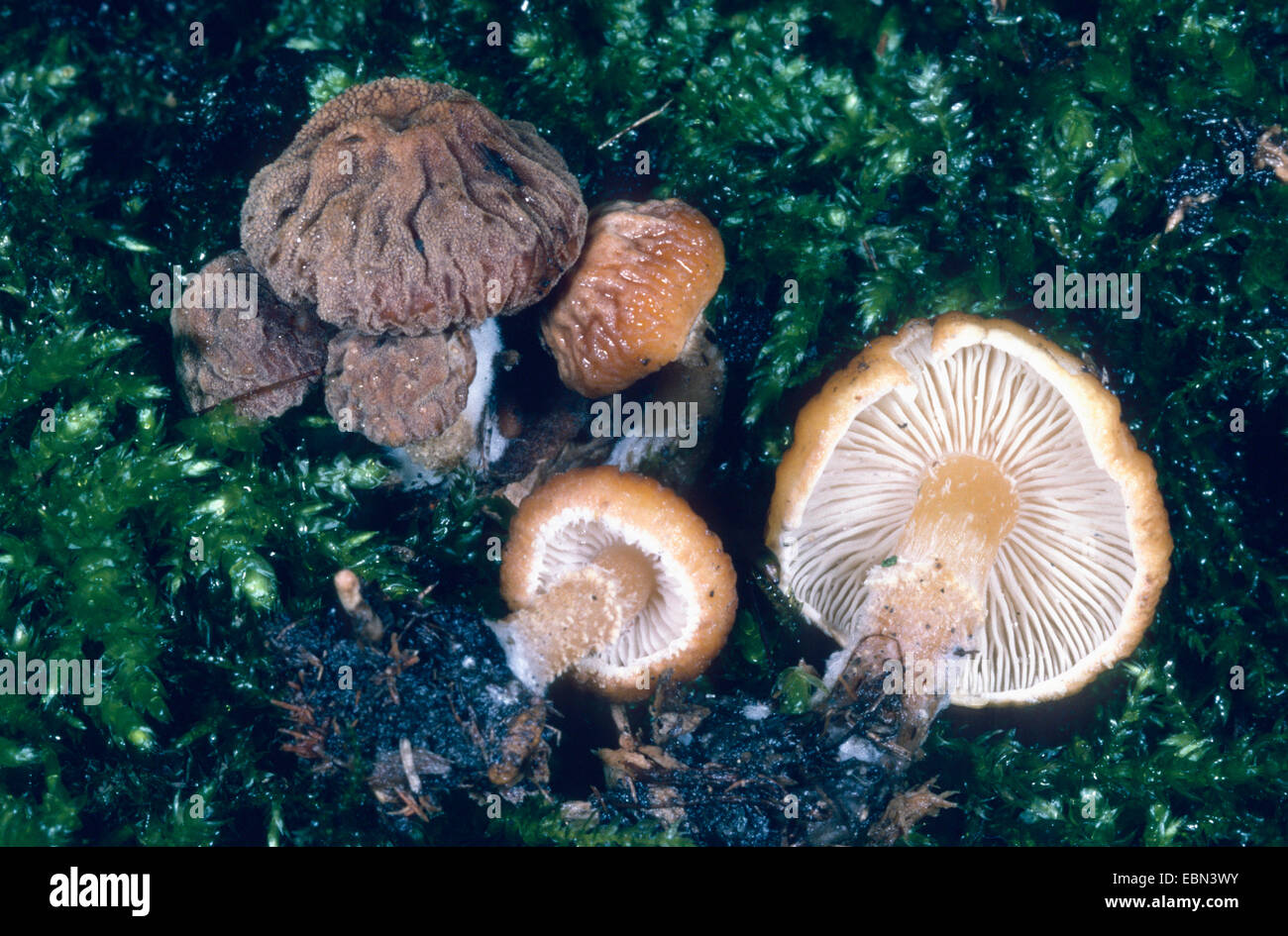 Powdercap (Cystoderma simulatum), sei corpi fruttiferi, due di loro ribaltato, in Germania, in Renania settentrionale-Vestfalia Foto Stock