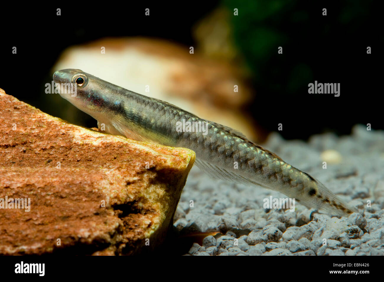 Elegante ghiozzo (Stiphodon elegans), nuoto Foto Stock