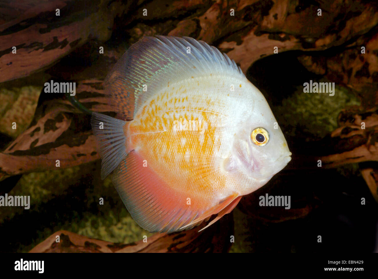 Blu (discus Symphysodon aequifasciatus), razza bianca e oro Foto Stock