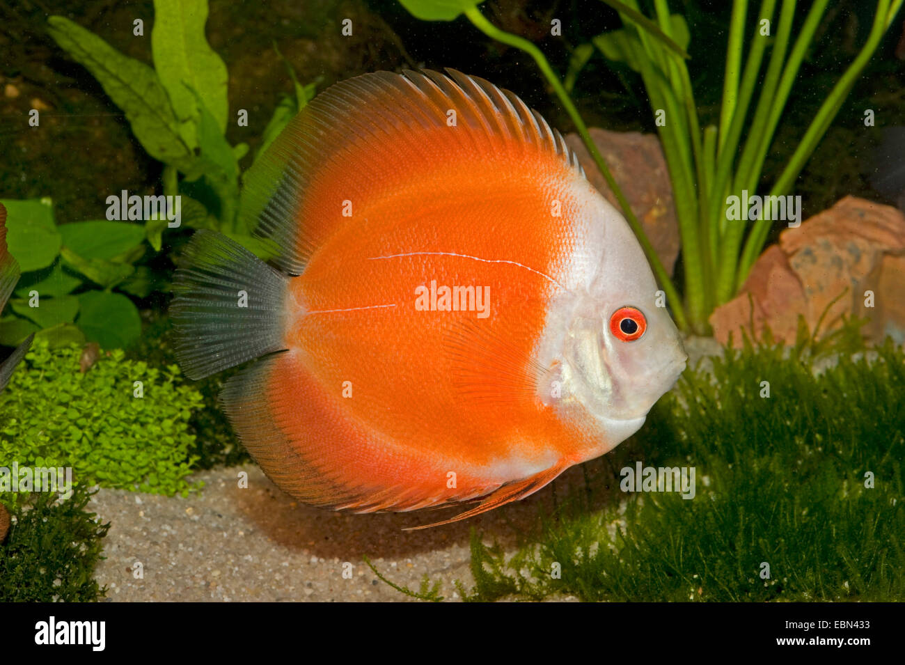 Blu (discus Symphysodon aequifasciatus), rosso di razza Foto Stock