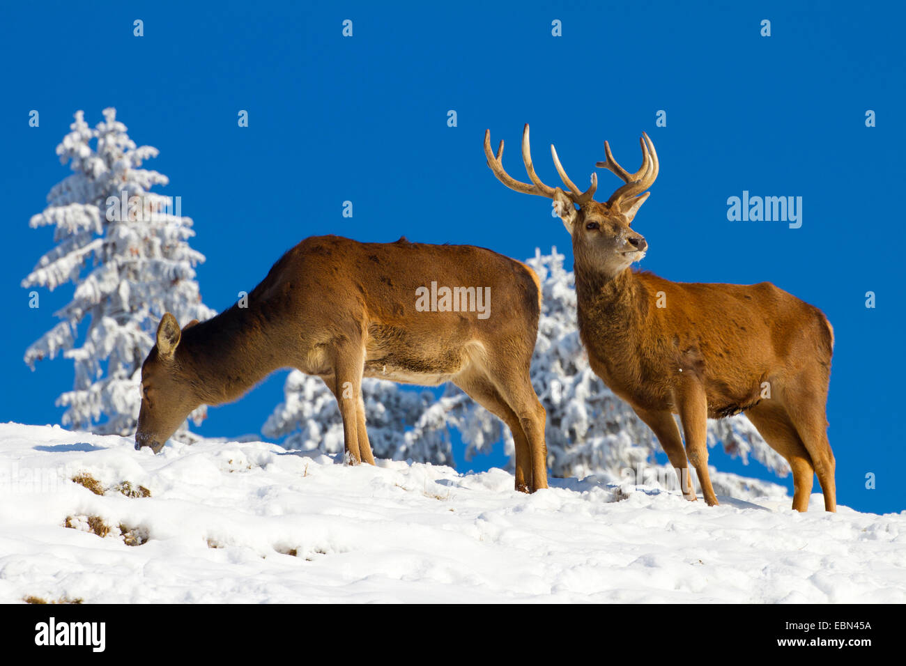 Il cervo (Cervus elaphus), feste di addio al celibato e la femmina del cervo in inverno, Austria Vorarlberg Foto Stock