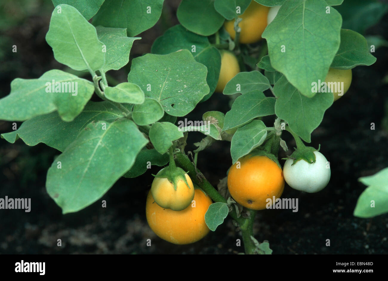 Melanzane, di melanzana (Solanum melongena), pianta con frutti Foto Stock