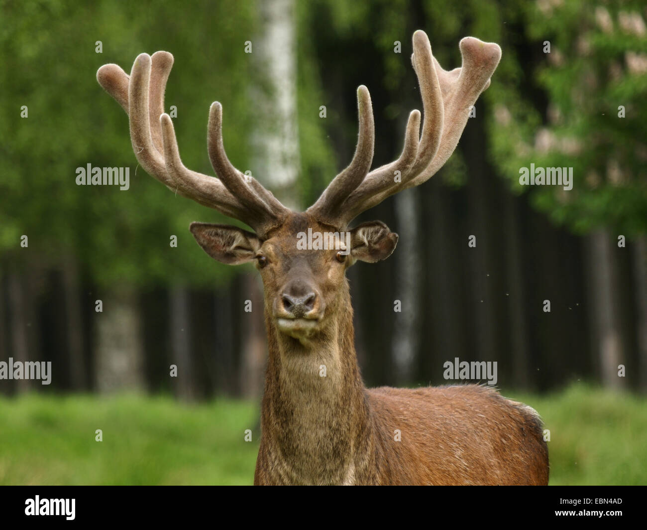 Il cervo (Cervus elaphus), il ritratto di un toro in un prato in corrispondenza di un bordo della foresta, Germania Foto Stock