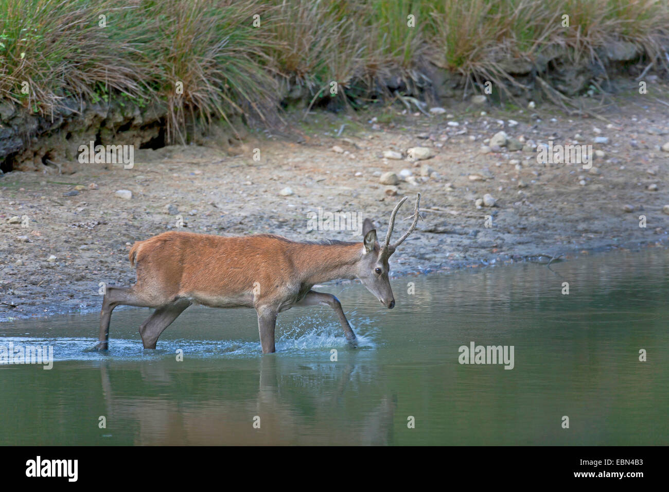 Il cervo (Cervus elaphus), poveraccio attraversato lo stagno, Germania, Schleswig-Holstein Foto Stock