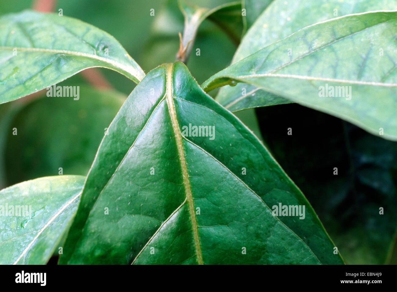 Ayahuasca, Caapi, Yage (Banisteriopsis caapi), foglie Foto Stock
