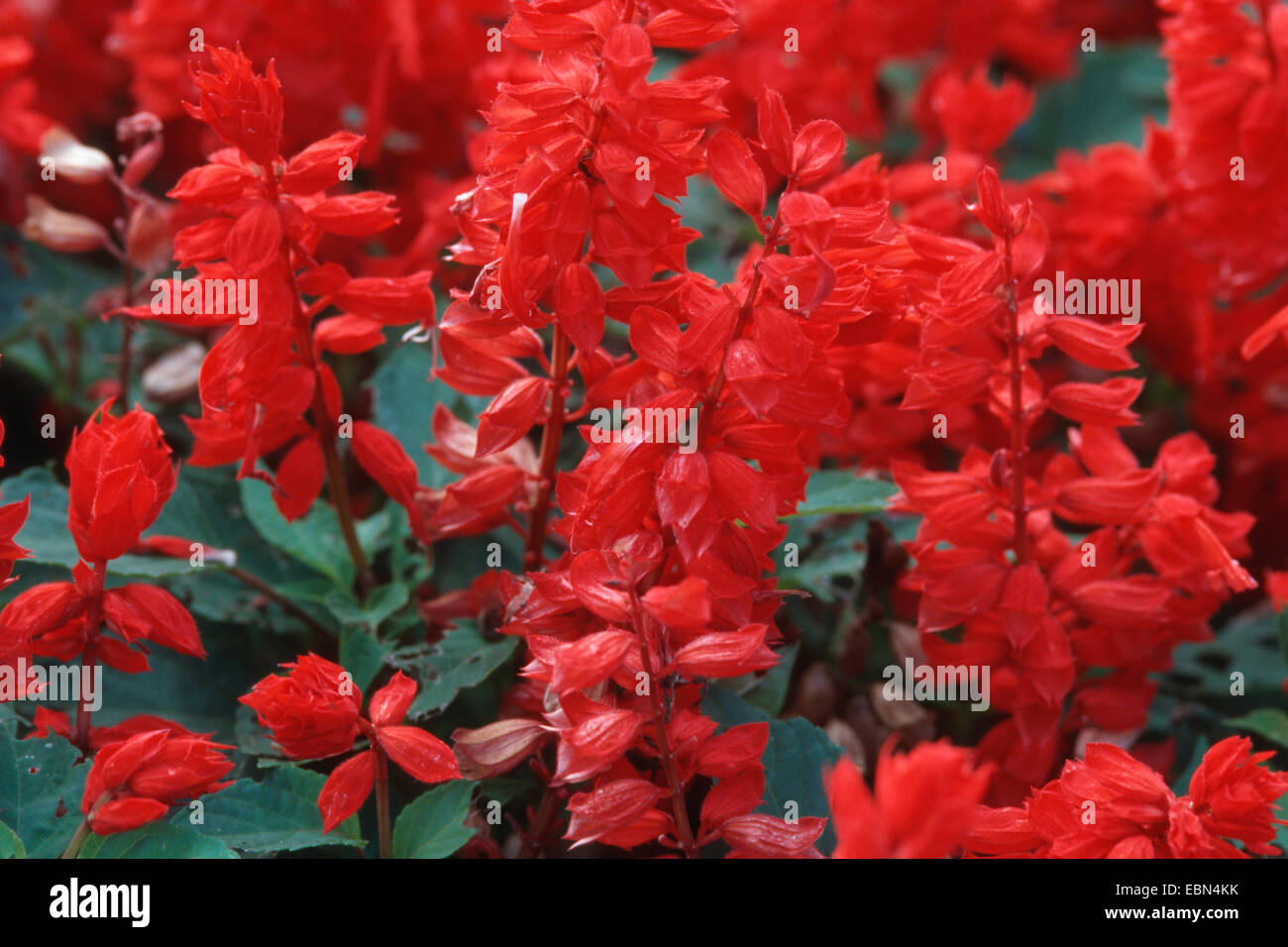 Scarlet Sagem, tropicali salvia (Salvia splendens), infiorescenze Foto Stock