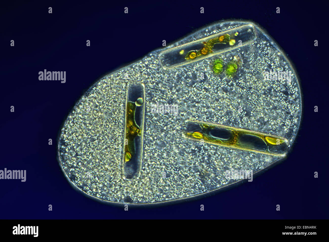 Monocellulari con organismo alimentato, Differential Interference Contrast Foto Stock