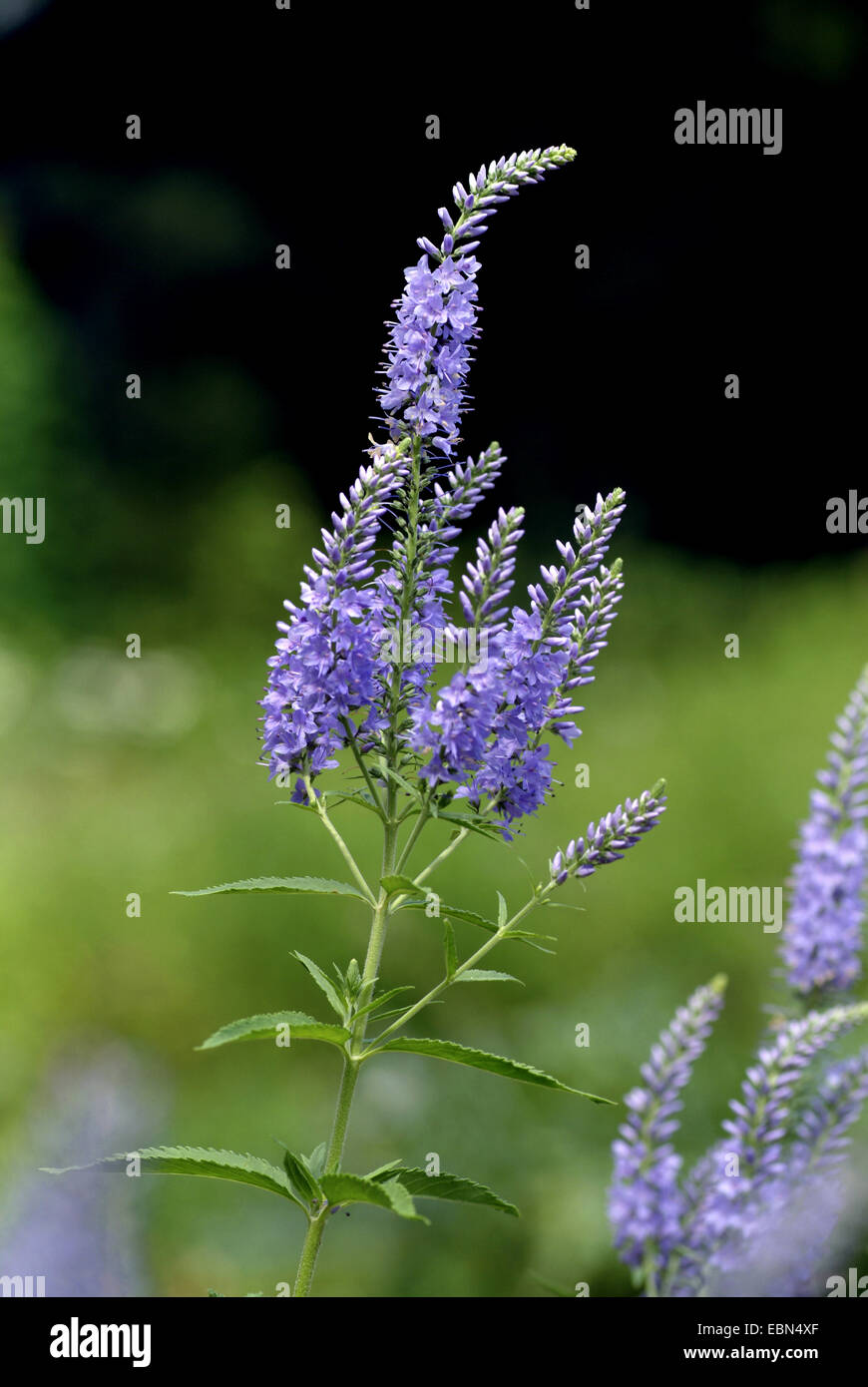 A lungo lasciato speedwell (Pseudolysimachion longifolium, Veronica longifolia), fioritura, Germania Foto Stock