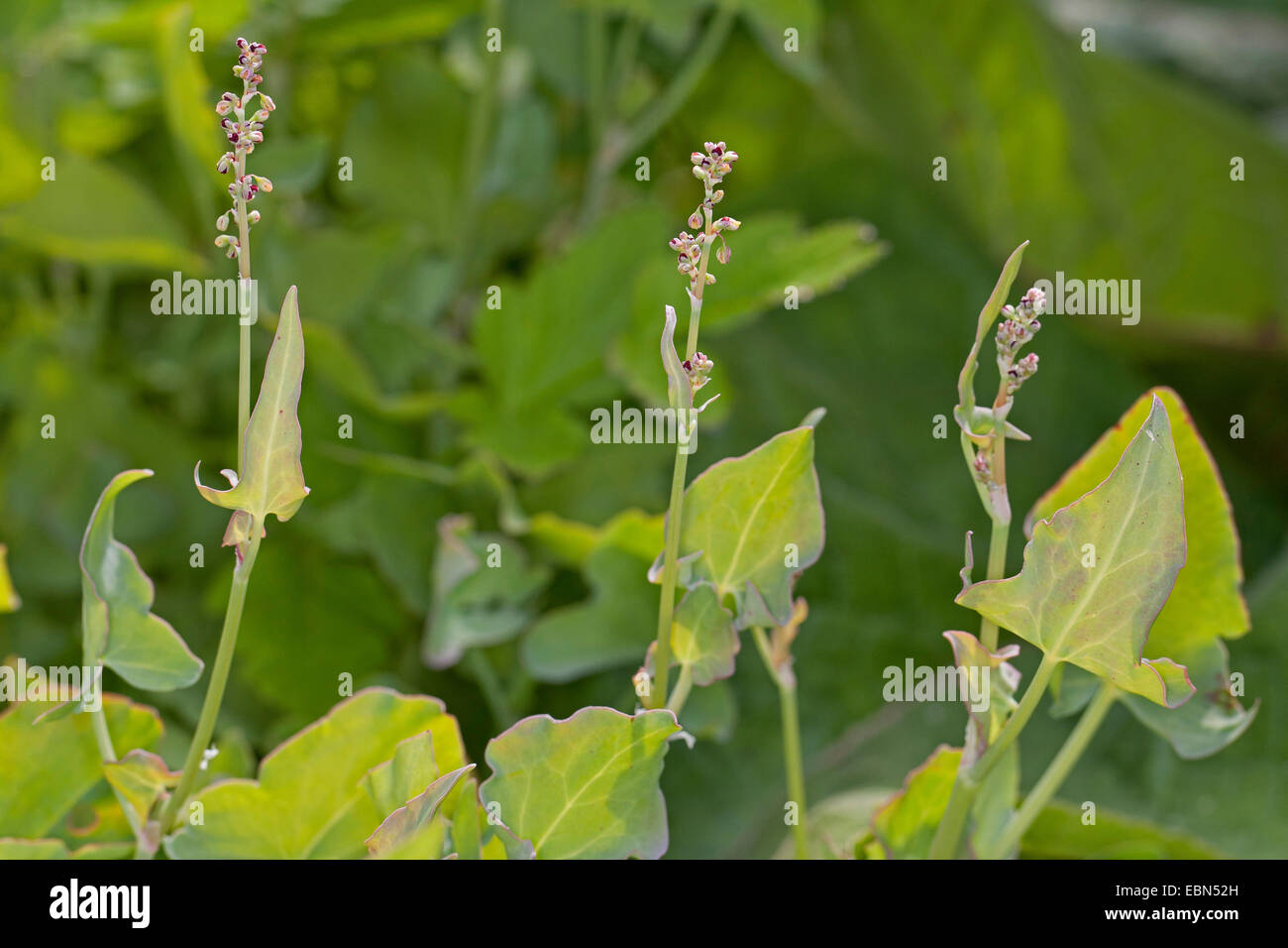 Vero acetosa francese, francese (acetosa rumex scutatus), fioritura, Germania Foto Stock