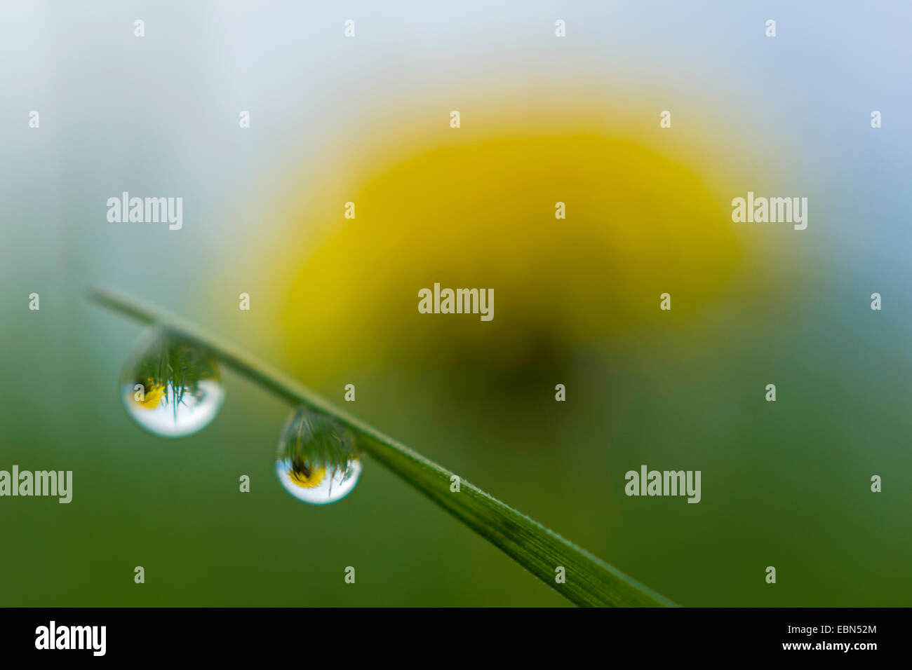 Gocce d'acqua a lama di erba, Germania Foto Stock