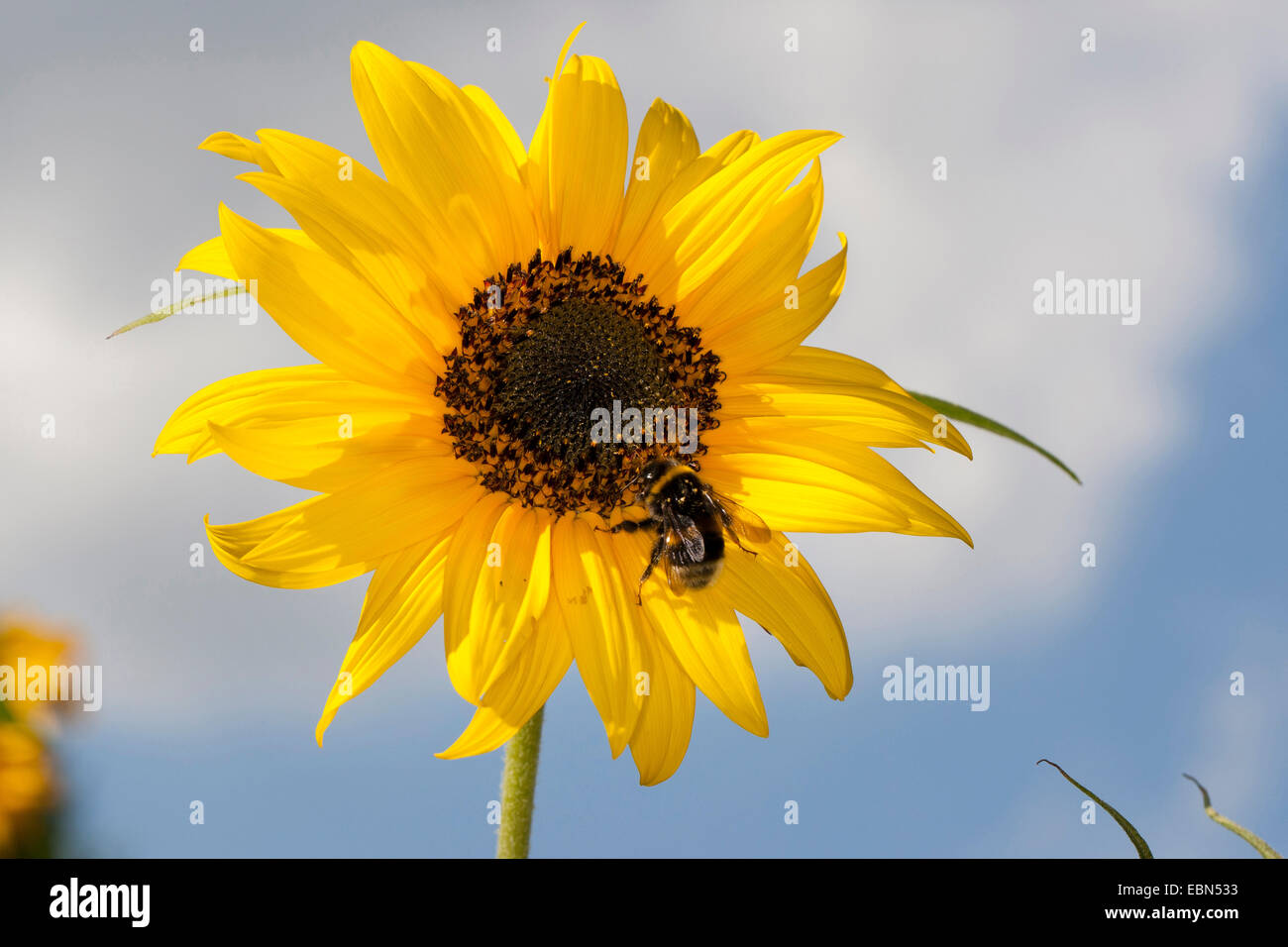 Comune di girasole (Helianthus annuus), fiore con Bumble Bee, Germania Foto Stock