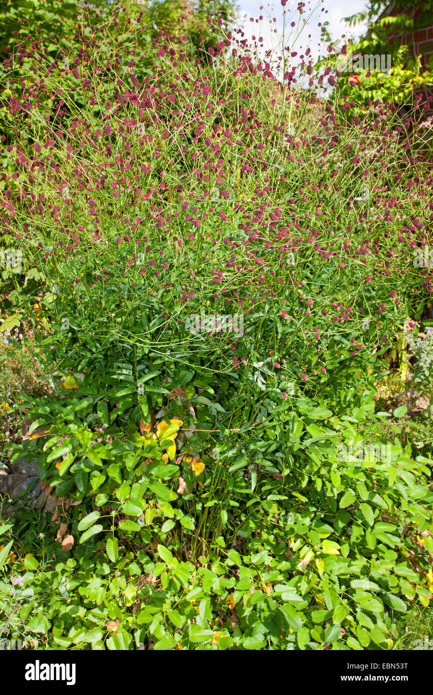 Grande Burnett (Sanguisorba officinalis, Sanguisorba major), che fiorisce in un giardino, Germania Foto Stock