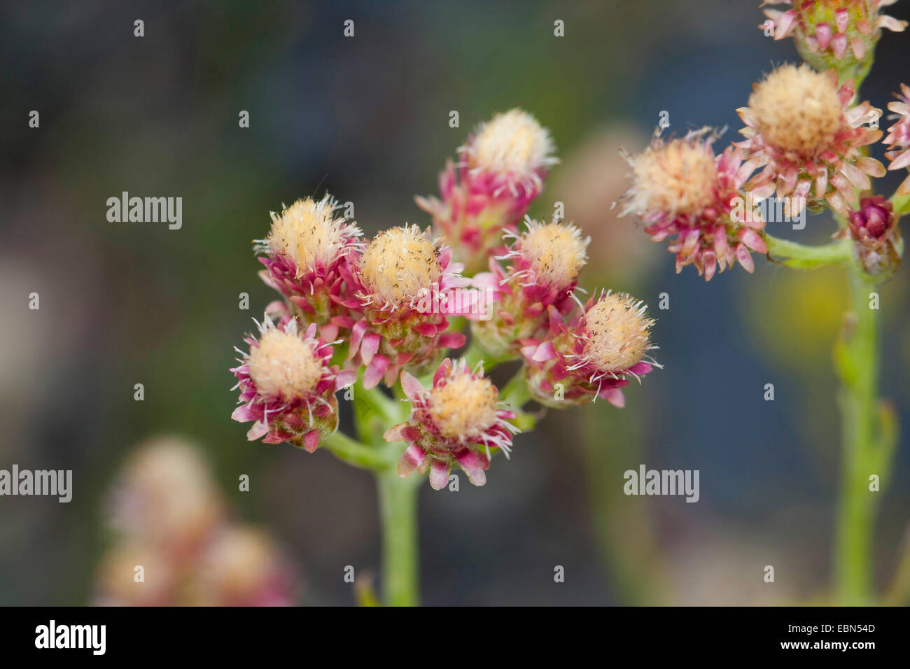 Montagna, eterna Catsfoot, Cudweed, Stoloniferous Pussytoes, Cat's-piede (Antennaria dioica), infiorescenze, Germania Foto Stock