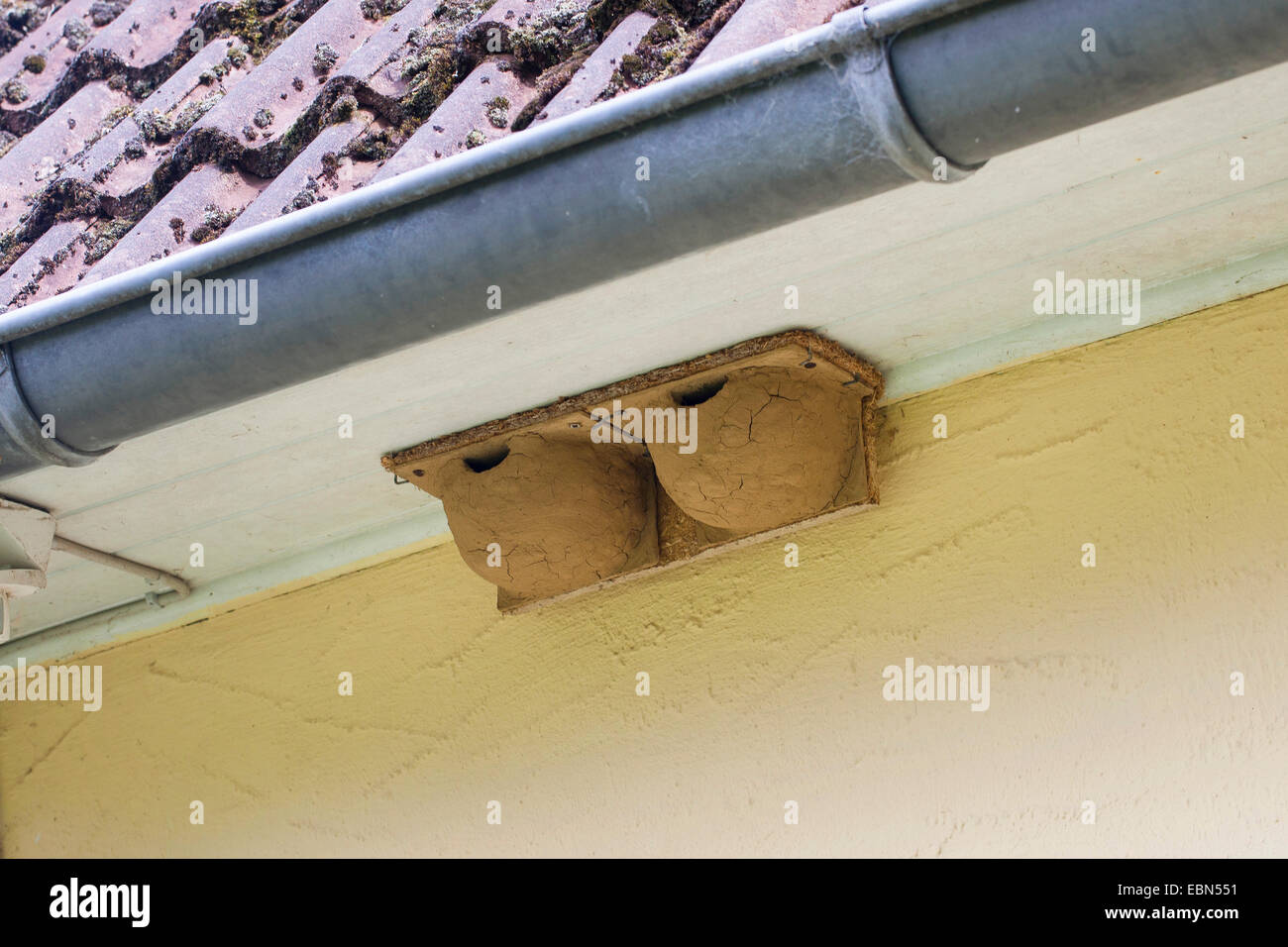 Casa comune martin (Delichon urbica), nesting aiuti per casa martins sotto un tetto, Germania Foto Stock