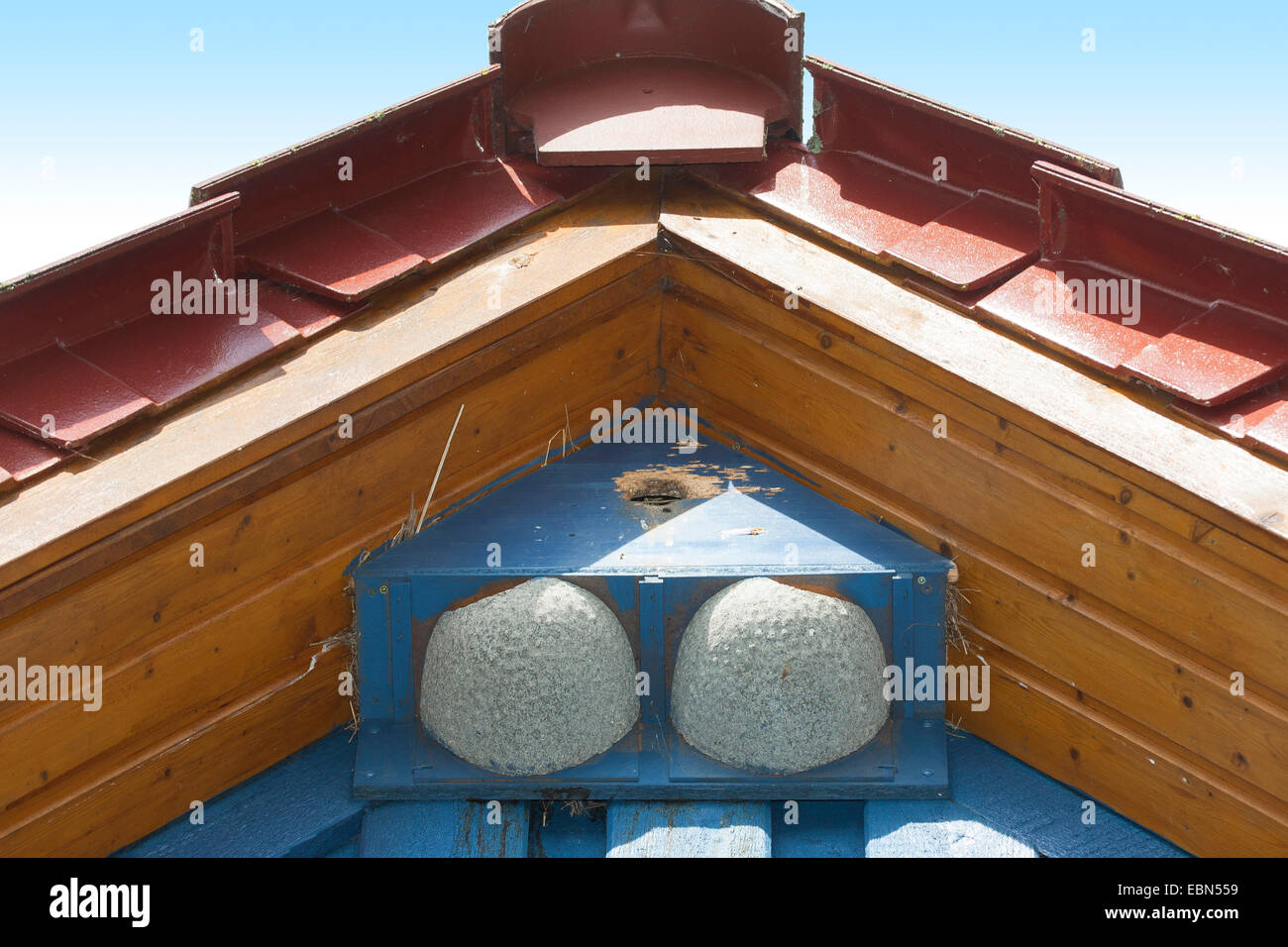 Casa comune martin (Delichon urbica), casella di nidificazione per casa martins e storni nel tetto a capanna di una casa, Germania Foto Stock