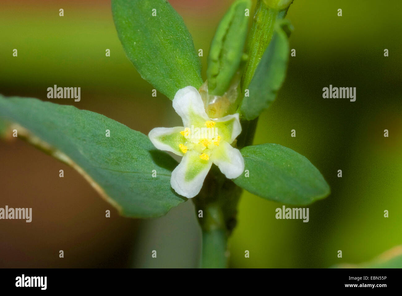 Comune, Knotgrass Birdweed, Pigweed, Lowgrass (Polygonum Aviculare, Polygonum Aviculare agg.), fiore, Germania Foto Stock