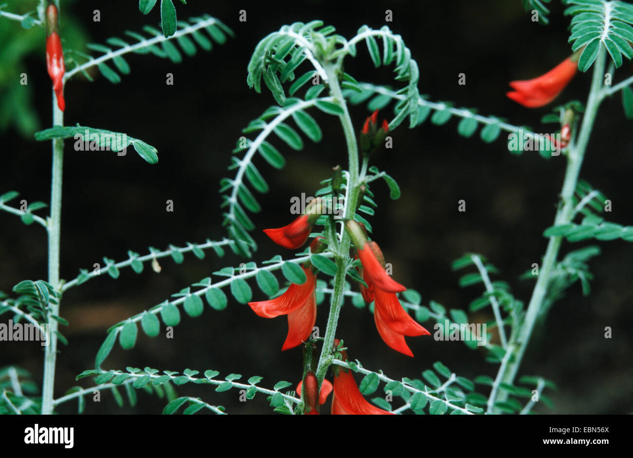Impianto d'anatra, cancro bush (Sutherlandia frutescens, Colutea frutescence), fioritura Foto Stock