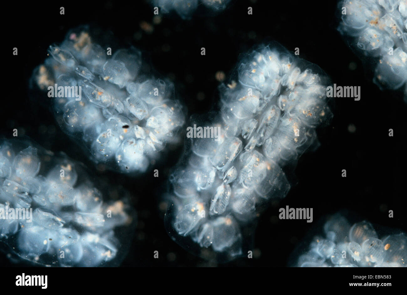 Salps (Salpida, cfr. Pyrosoma), in acque profonde Foto Stock